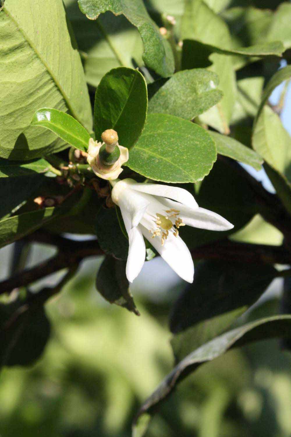              Flower (Riverside, CA)       